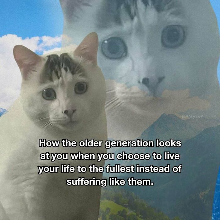 The 87 Funniest Cat Memes That Will Totally Get You