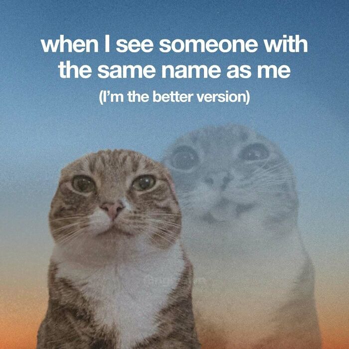 The 87 Funniest Cat Memes That Will Totally Get You