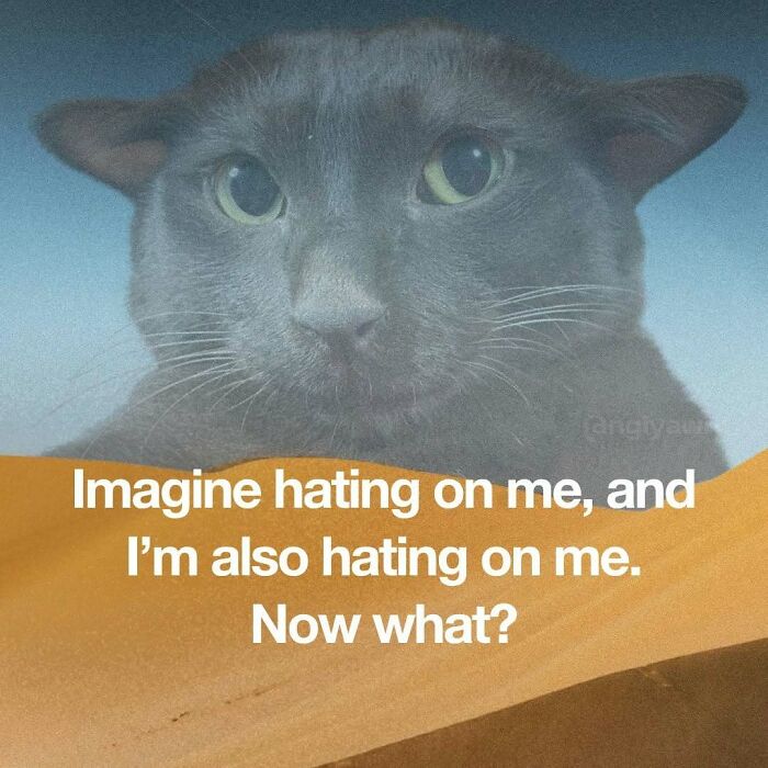 The 87 Funniest Cat Memes That Will Totally Get You