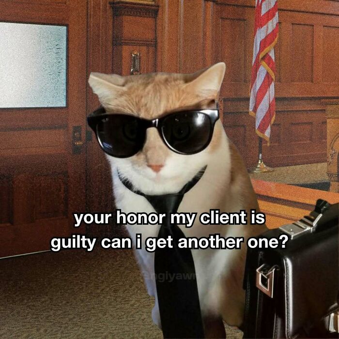 The 87 Funniest Cat Memes That Will Totally Get You