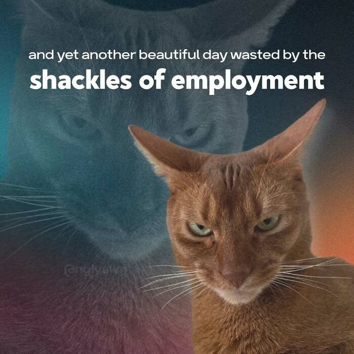 The 87 Funniest Cat Memes That Will Totally Get You