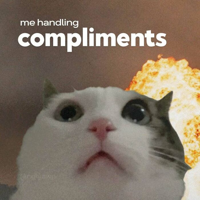 The 87 Funniest Cat Memes That Will Totally Get You
