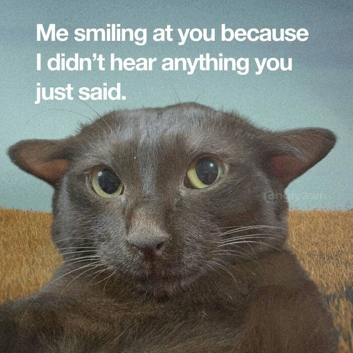 The 87 Funniest Cat Memes That Will Totally Get You