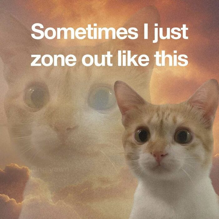 The 87 Funniest Cat Memes That Will Totally Get You