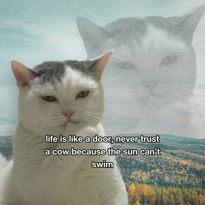 The 87 Funniest Cat Memes That Will Totally Get You