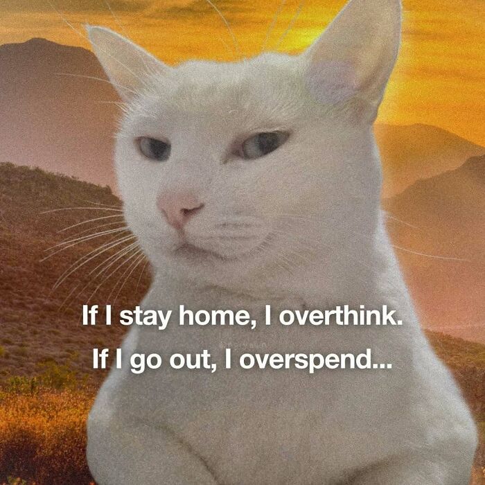 The 87 Funniest Cat Memes That Will Totally Get You