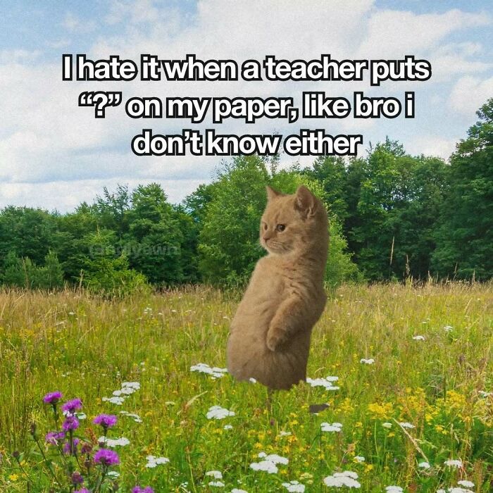 The 87 Funniest Cat Memes That Will Totally Get You
