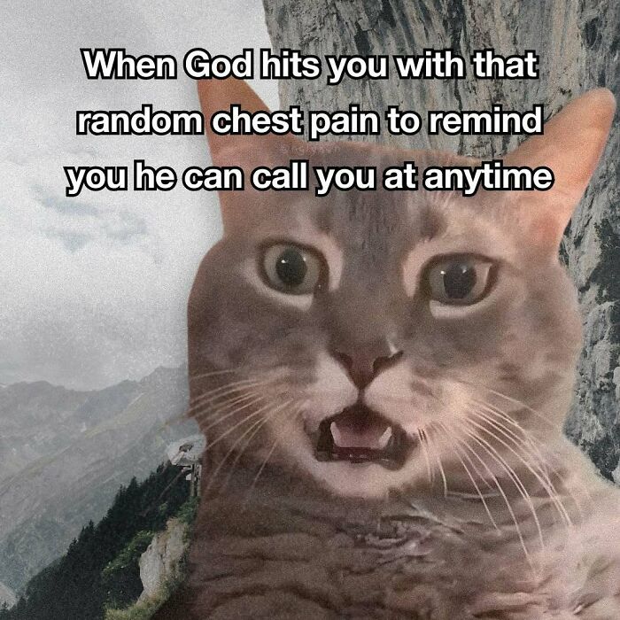 The 87 Funniest Cat Memes That Will Totally Get You