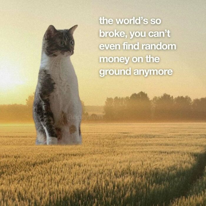 The 87 Funniest Cat Memes That Will Totally Get You