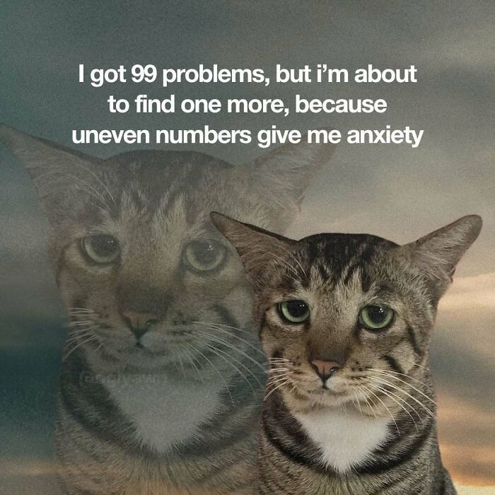 The 87 Funniest Cat Memes That Will Totally Get You
