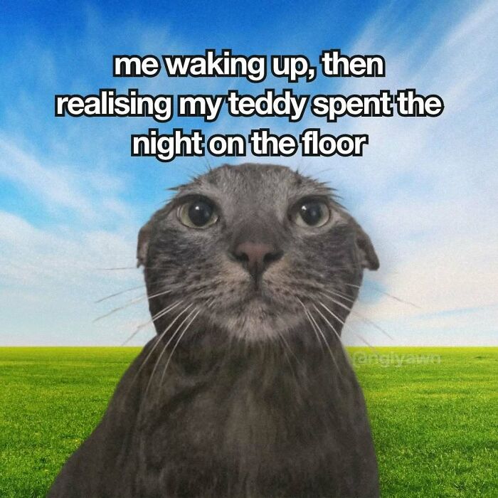 The 87 Funniest Cat Memes That Will Totally Get You