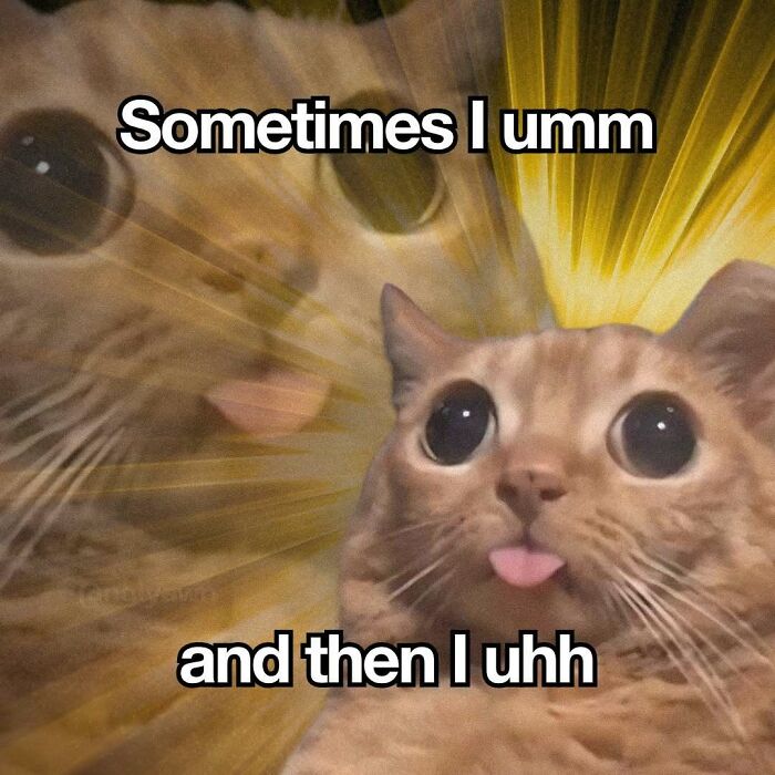 The 87 Funniest Cat Memes That Will Totally Get You
