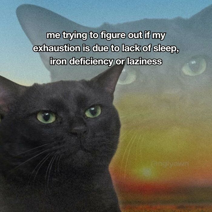 The 87 Funniest Cat Memes That Will Totally Get You