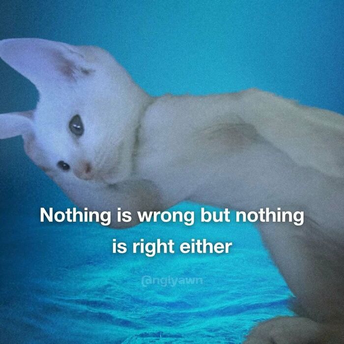 The 87 Funniest Cat Memes That Will Totally Get You
