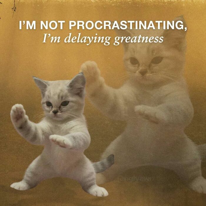The 87 Funniest Cat Memes That Will Totally Get You