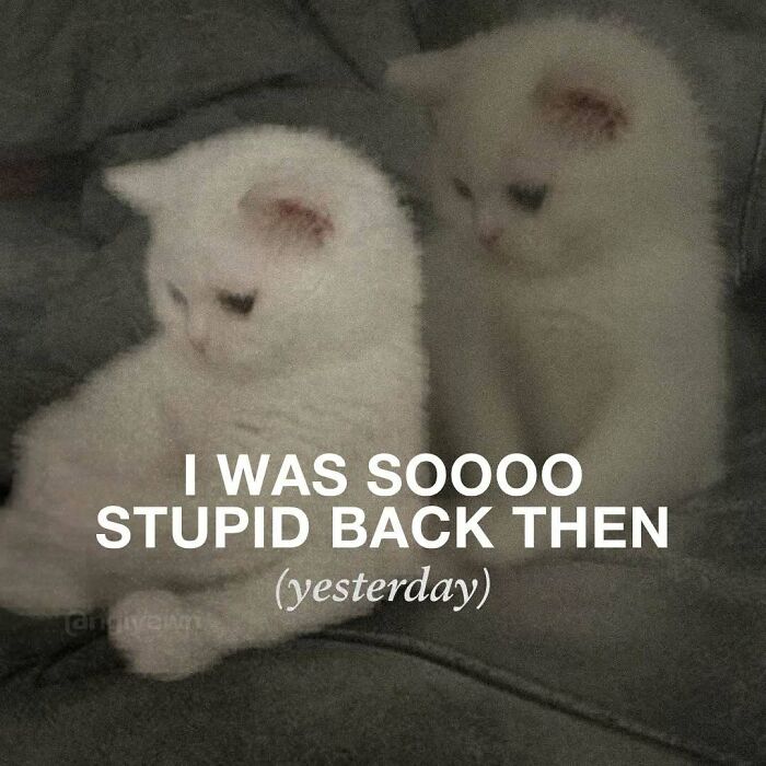 The 87 Funniest Cat Memes That Will Totally Get You