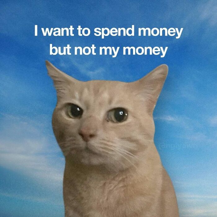 The 87 Funniest Cat Memes That Will Totally Get You