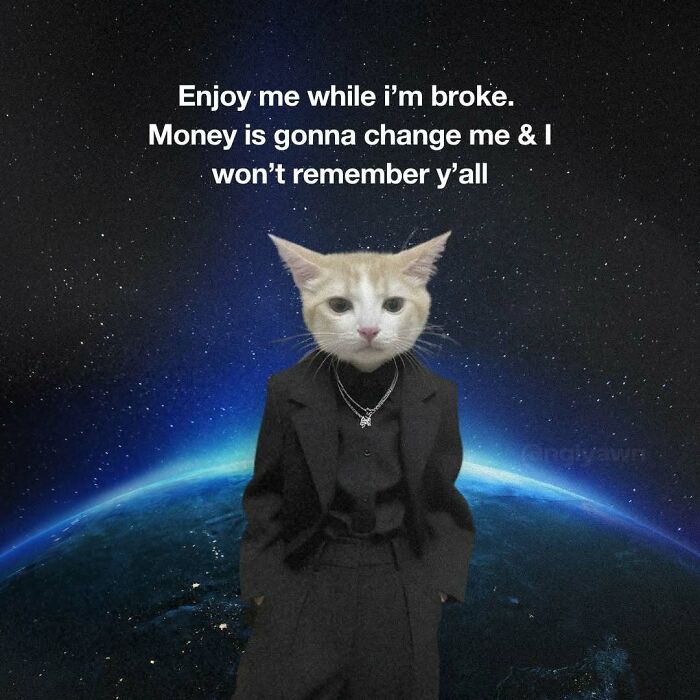 The 87 Funniest Cat Memes That Will Totally Get You