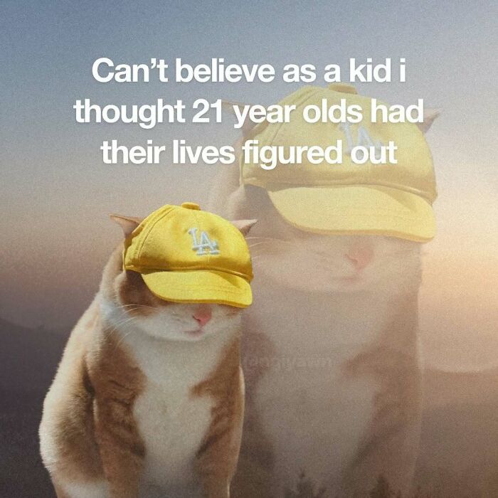 The 87 Funniest Cat Memes That Will Totally Get You