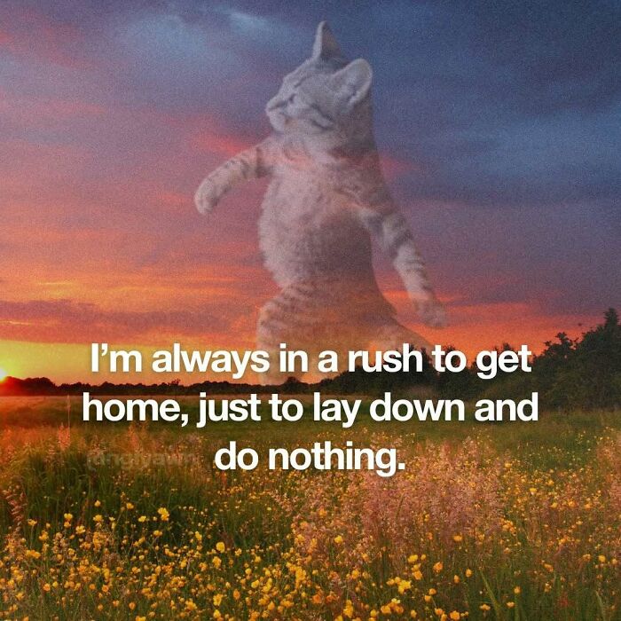 The 87 Funniest Cat Memes That Will Totally Get You