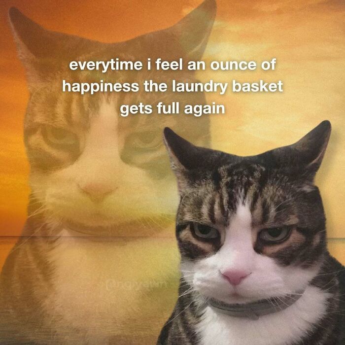 The 87 Funniest Cat Memes That Will Totally Get You