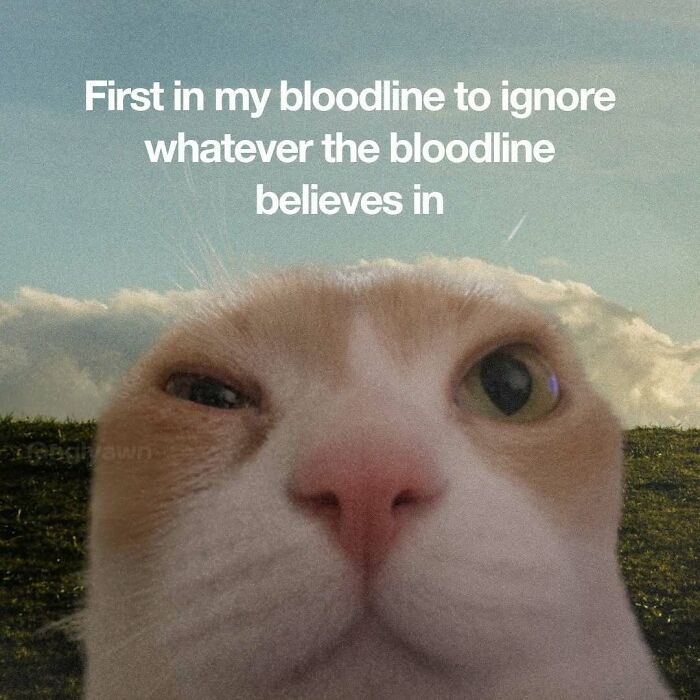 The 87 Funniest Cat Memes That Will Totally Get You