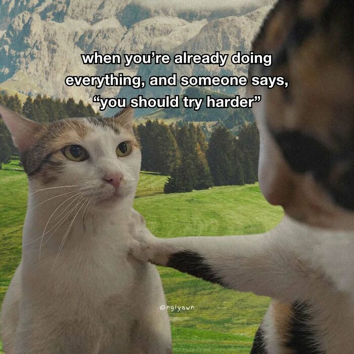 The 87 Funniest Cat Memes That Will Totally Get You