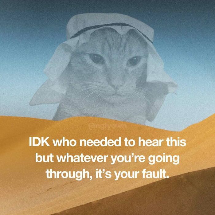 The 87 Funniest Cat Memes That Will Totally Get You
