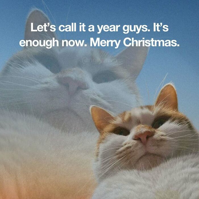 The 87 Funniest Cat Memes That Will Totally Get You