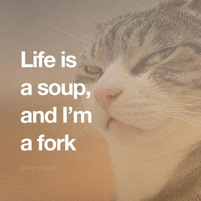 The 87 Funniest Cat Memes That Will Totally Get You