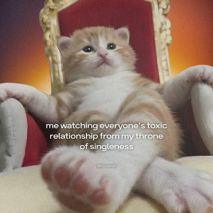 The 87 Funniest Cat Memes That Will Totally Get You