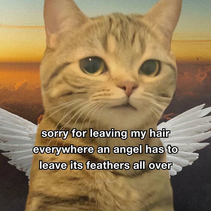 The 87 Funniest Cat Memes That Will Totally Get You