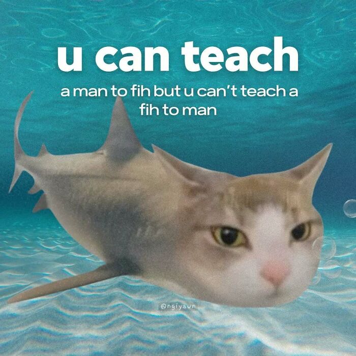 The 87 Funniest Cat Memes That Will Totally Get You