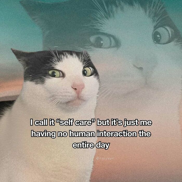 The 87 Funniest Cat Memes That Will Totally Get You