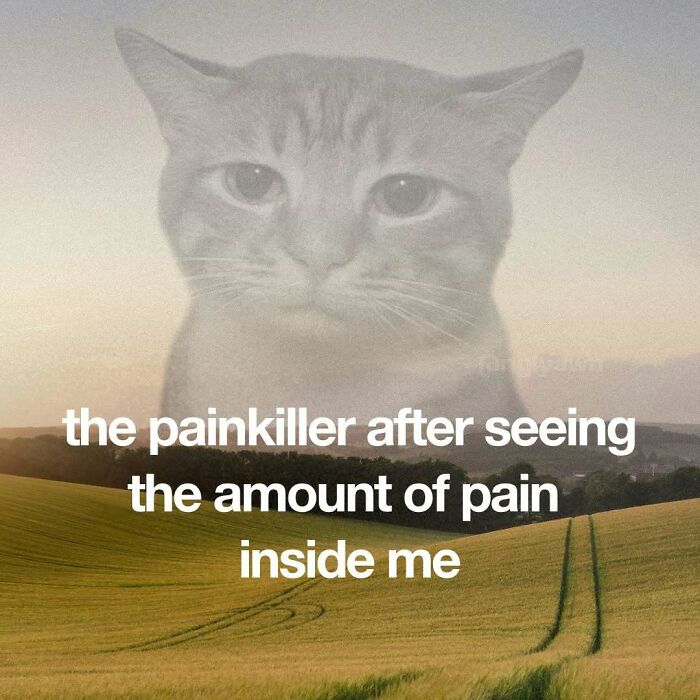 The 87 Funniest Cat Memes That Will Totally Get You