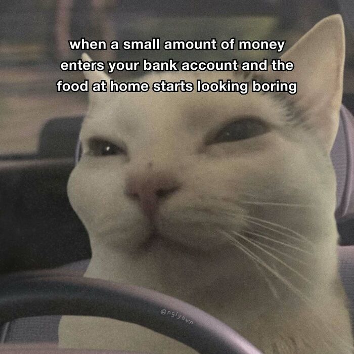 The 87 Funniest Cat Memes That Will Totally Get You