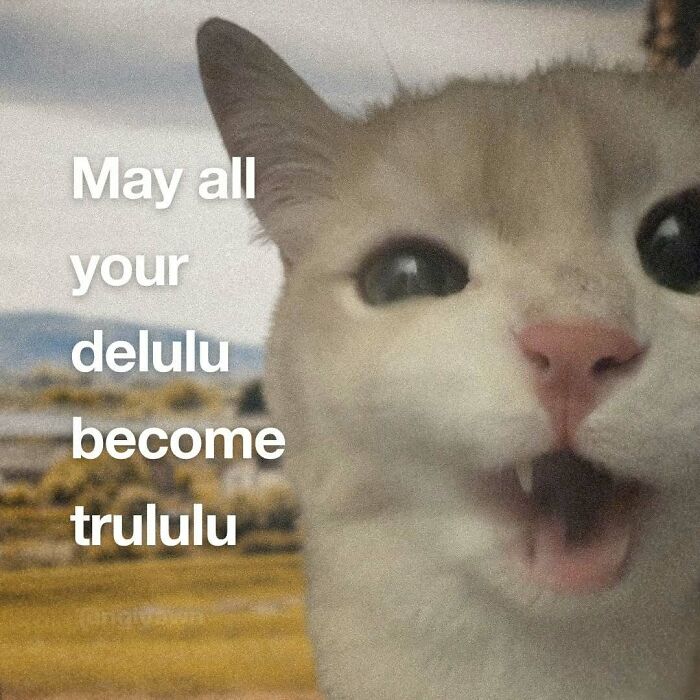 The 87 Funniest Cat Memes That Will Totally Get You