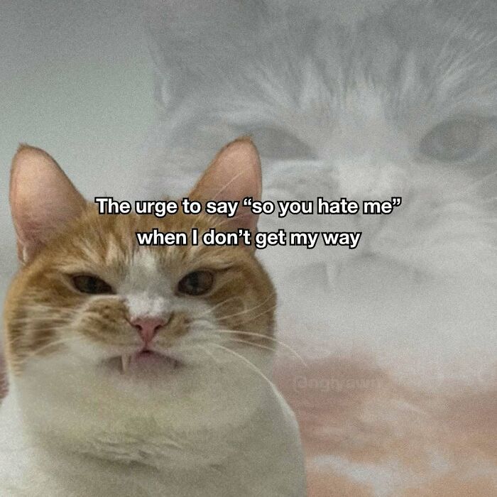 The 87 Funniest Cat Memes That Will Totally Get You