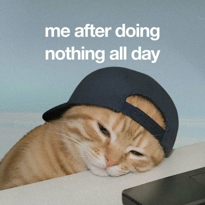 The 87 Funniest Cat Memes That Will Totally Get You