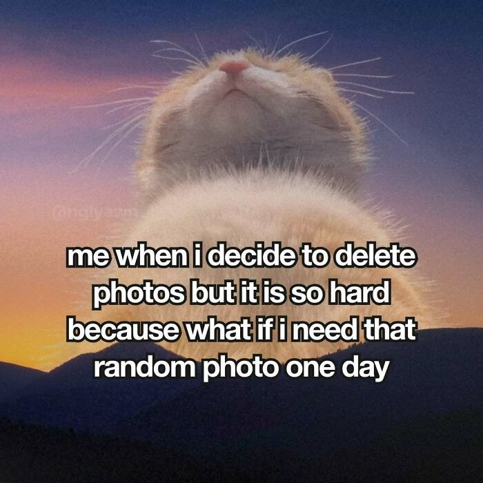 The 87 Funniest Cat Memes That Will Totally Get You