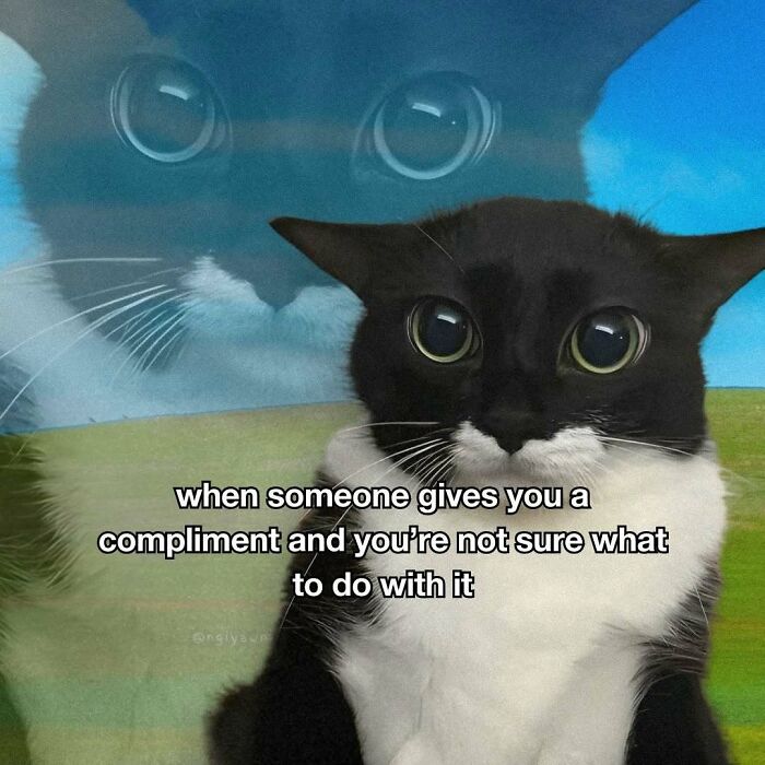 The 87 Funniest Cat Memes That Will Totally Get You