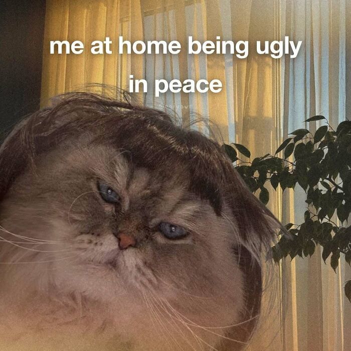 The 87 Funniest Cat Memes That Will Totally Get You