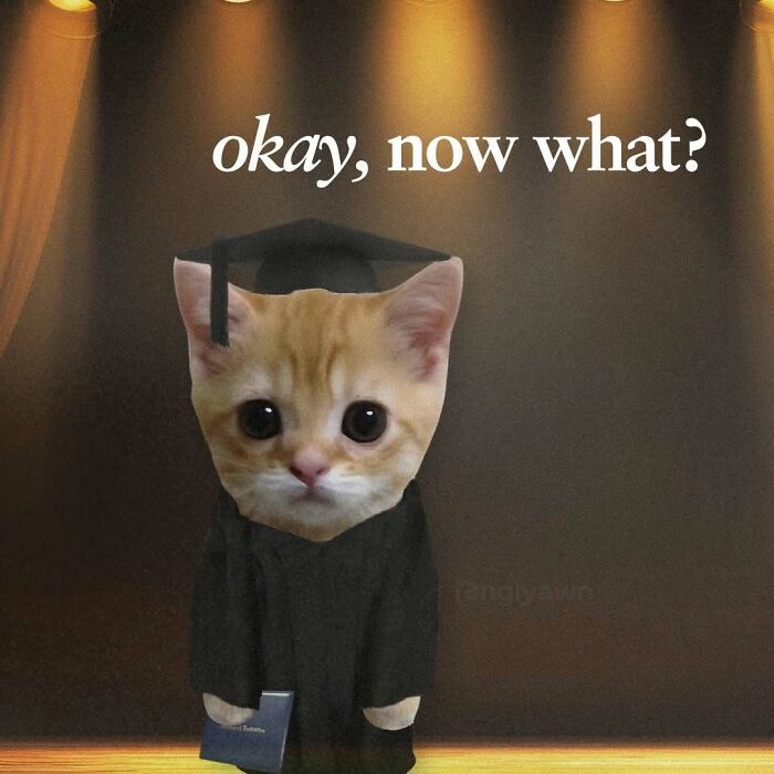 The 87 Funniest Cat Memes That Will Totally Get You