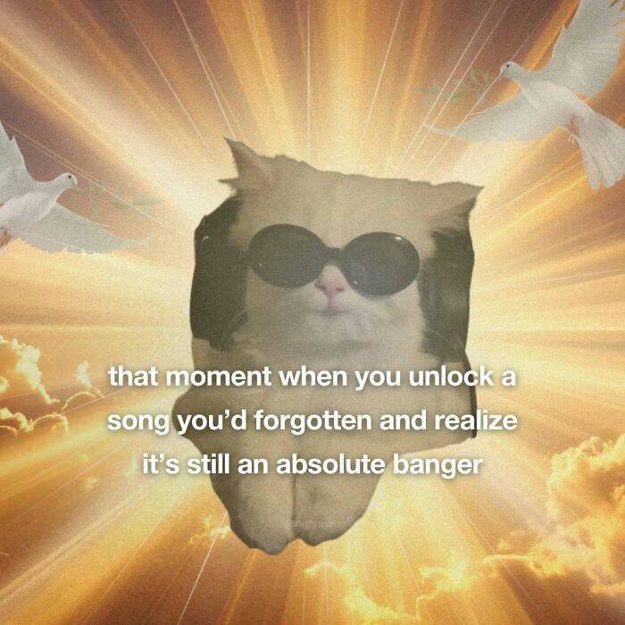 The 87 Funniest Cat Memes That Will Totally Get You