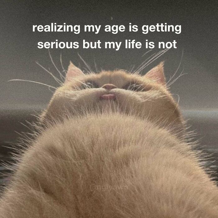 The 87 Funniest Cat Memes That Will Totally Get You