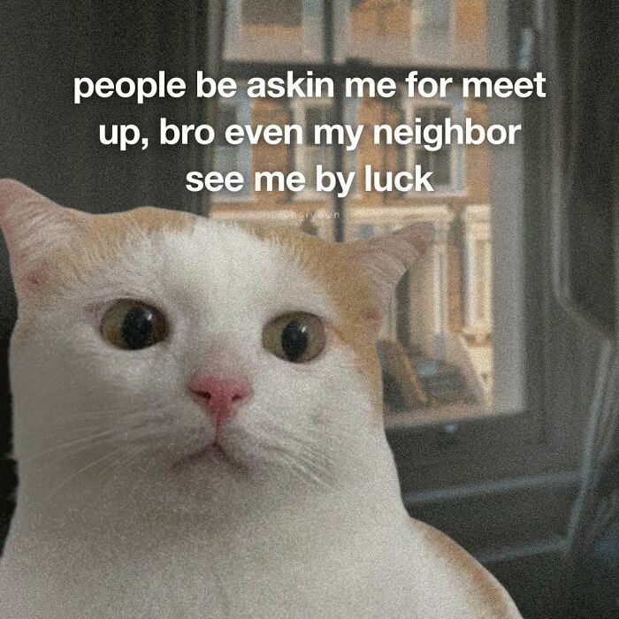 The 87 Funniest Cat Memes That Will Totally Get You