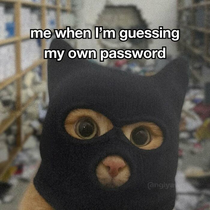 The 87 Funniest Cat Memes That Will Totally Get You