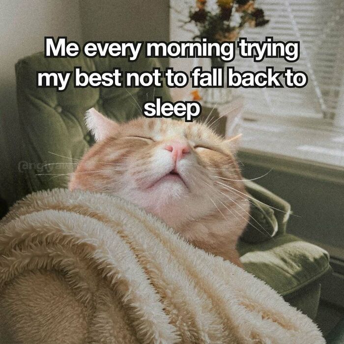 The 87 Funniest Cat Memes That Will Totally Get You