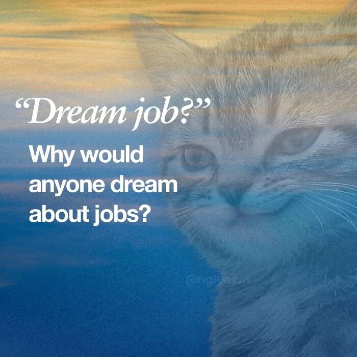 The 87 Funniest Cat Memes That Will Totally Get You