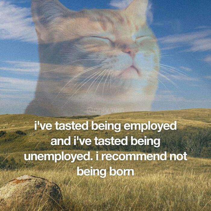 The 87 Funniest Cat Memes That Will Totally Get You